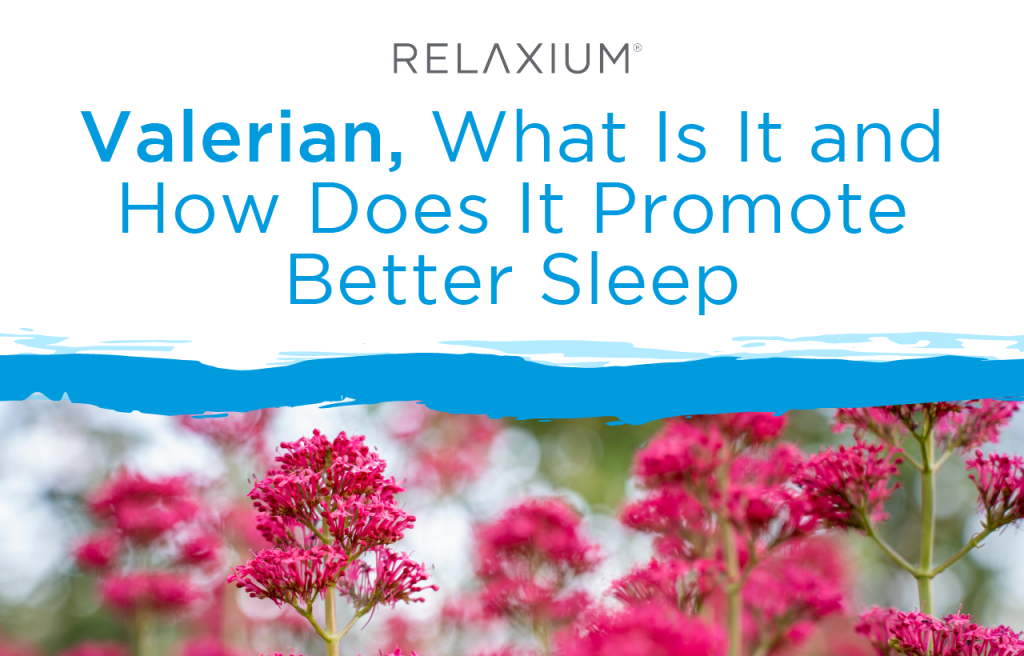 Valerian, What Is It and How Does It Promote Sleep?