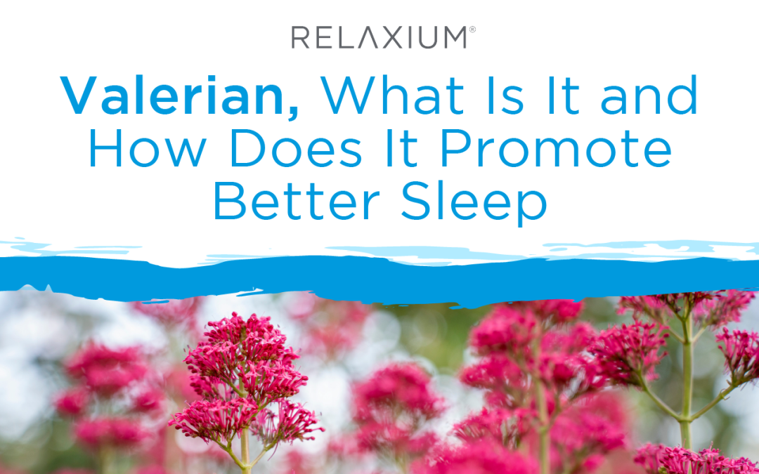 Valerian, What Is It and How Does It Promote Sleep?