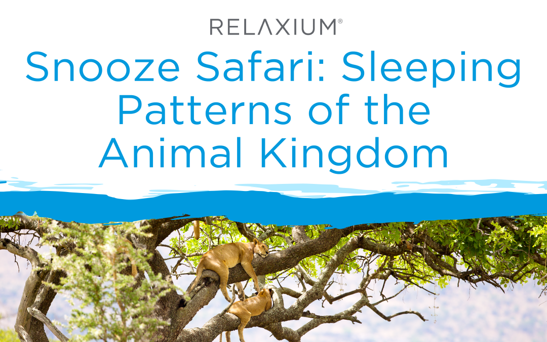 Snooze Safari: Sleeping Patterns of the Animal Kingdom