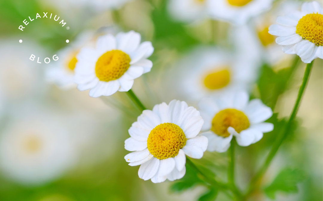 Chamomile: The Herbal Remedy for Restful Nights