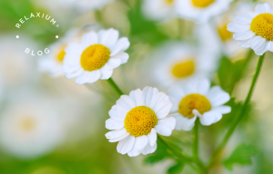 Chamomile: The Herbal Remedy for Restful Nights