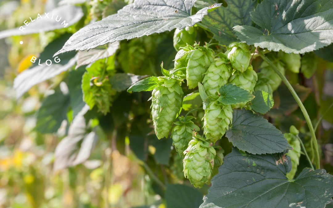 From Brews to Snooze: Benefits of Hops for Sleep