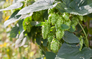 From Brews to Snooze: Unveiling the Benefits of Hops for Sleep