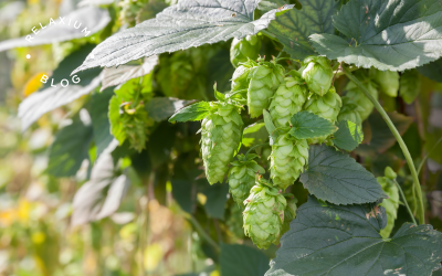 From Brews to Snooze: Benefits of Hops for Sleep