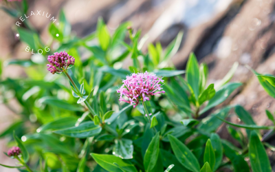 Why Valerian Has Been a Trusted Sleep Aid for Centuries